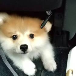 イベントテストをするためのコミュニティ