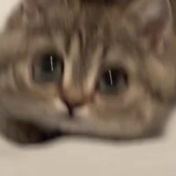 プロフィール詳細を見る